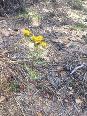 Senecio martirensis