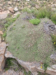 Euphorbia pulvinata