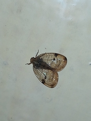 Nogodinidae