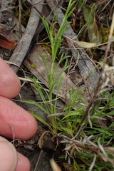 Vittadinia cuneata