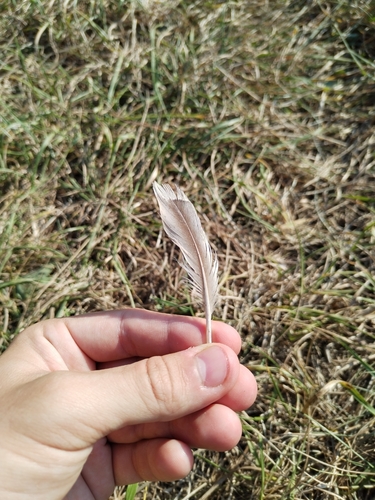 Plume de Sarcelle d'été