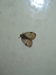 Nogodinidae