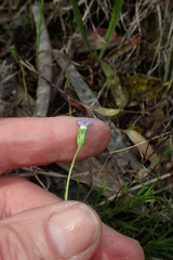 Vittadinia cuneata
