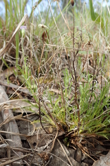 Vittadinia cuneata