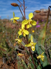 Cyanella lutea lutea