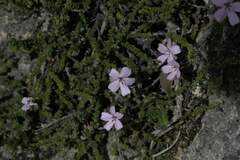 Jamesbrittenia calciphila