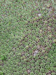 Euphorbia pulvinata