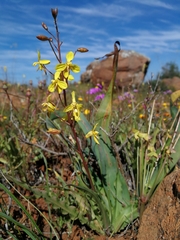 Cyanella lutea lutea