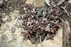 Delosperma litorale