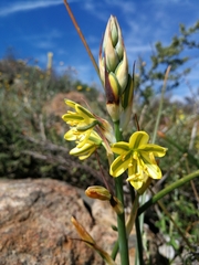 Albuca suaveolens
