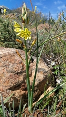 Albuca suaveolens