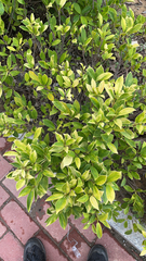 Ficus microcarpa