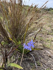 Aristea ecklonii