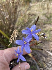 Aristea ecklonii