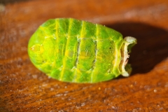 Glaucopsaltria viridis