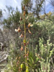 Eulophia bolusii