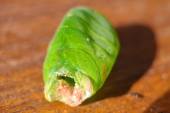 Glaucopsaltria viridis