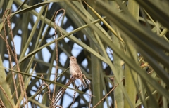 Crithagra leucopygia