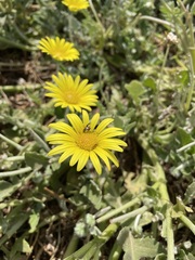 Arctotheca prostrata