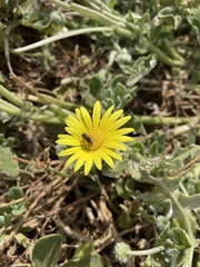 Arctotheca prostrata