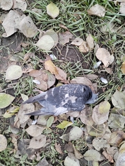 Columba livia domestica