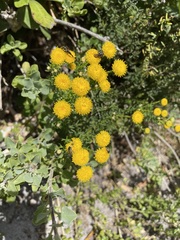 Chrysocoma coma-aurea