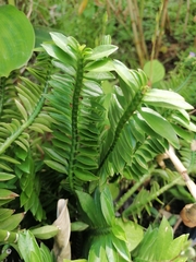 Euphorbia tithymaloides