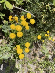 Chrysocoma coma-aurea