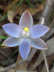 Thelymitra pauciflora