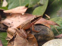 Indosylvirana nicobariensis