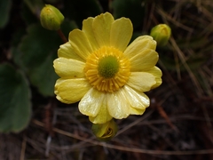 Ranunculus insignis