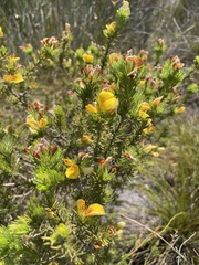 Aspalathus laricifolia