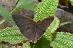 Satyrinae