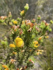 Aspalathus laricifolia
