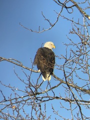 Haliaeetus leucocephalus washingtoniensis