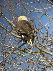 Haliaeetus leucocephalus washingtoniensis