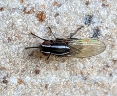 Poecilohetaerus aquilus