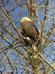 Haliaeetus leucocephalus washingtoniensis