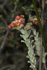 Hermannia trifoliata