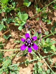 Lapeirousia oreogena