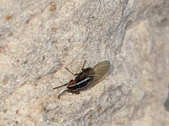 Poecilohetaerus aquilus