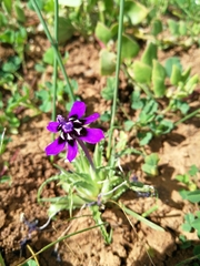 Lapeirousia oreogena