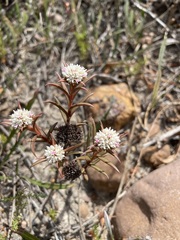 Crassula subulata