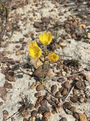 Ornithogalum maculatum