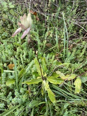 Saponaria officinalis