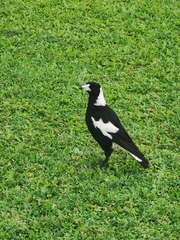 Gymnorhina tibicen