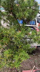 Podocarpus macrophyllus