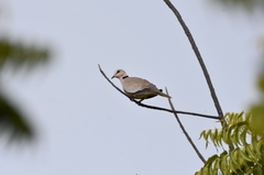 Streptopelia vinacea