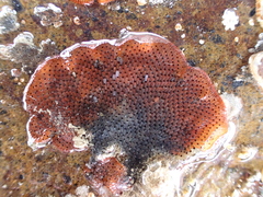 Watersipora subatra