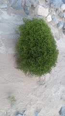 Lastarriaea chilensis